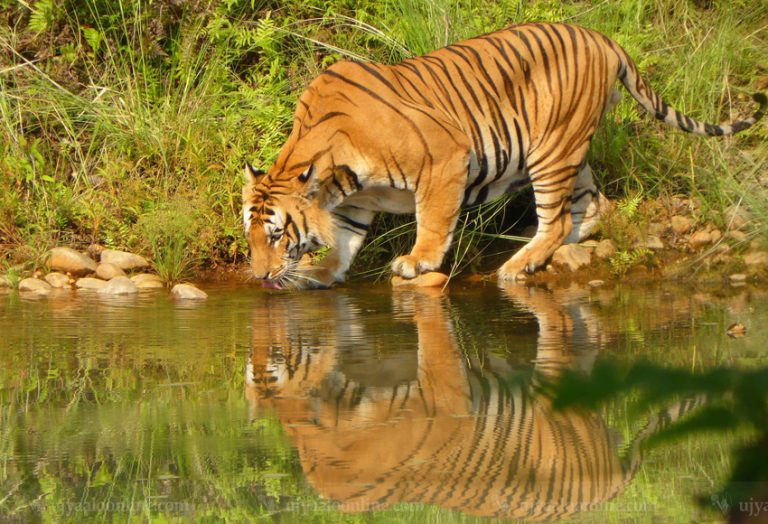 बर्दियामा बाघको आक्रमणबाट २ जनाको ज्यान गयो